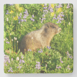 Porta-copo De Pedra Marmot no Monte Rainier Wildflower