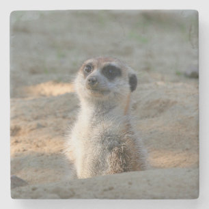 Porta-copo De Pedra Meerkat 004