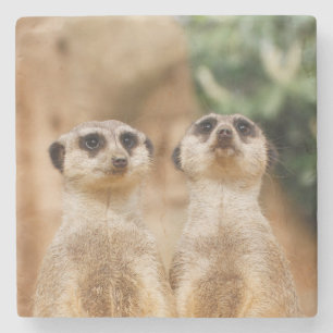 Porta-copo De Pedra Meerkat 017