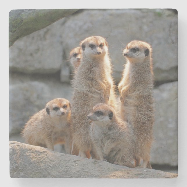 Porta-copo De Pedra Meerkat 110 (Frente)