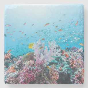 Porta-copo De Pedra Mergulho autónomo com recife e coral coloridos