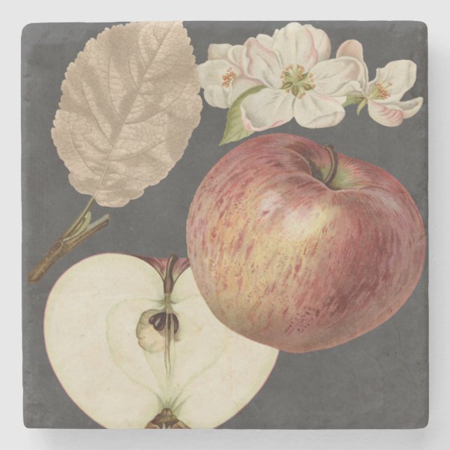 Porta-copo De Pedra Midnight Harvest II (Frente)