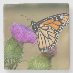 Porta-copo De Pedra Monarca no pasto Thistle Prairie Ridge