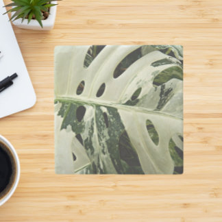 Porta-copo De Pedra Monstera Plant Botânica Variegada