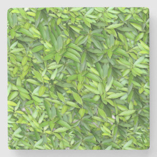 Porta-copo De Pedra Muitas folhas verdes bonitas 
