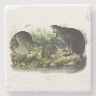 Porta-copo De Pedra Muskrat dos Quadrupedes de Audubon da América do N