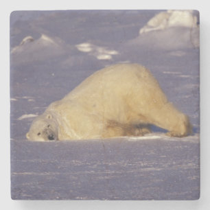 Porta-copo De Pedra NA, Canadá, Manitoba, Churchill, Urso polar