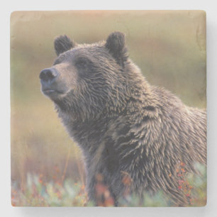 Porta-copo De Pedra NA, EUA, Alasca, Parque Nacional Denali, Urso pard