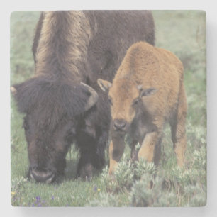 Porta-copo De Pedra NA, EUA, Wyoming, Parque Nacional de Yellowstone.
