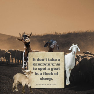 Porta-copo De Pedra Não precisa de um | Sabedoria Da Cowboy | Cotações