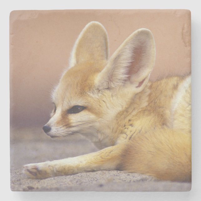 Porta-copo De Pedra Norte da África. Feneco Fennecus zerda) (Frente)