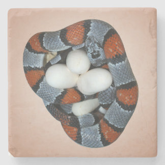 Porta-copo De Pedra O kingsnake cinza-unido