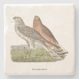 Porta-copo De Pedra O Norte Harrier NY Bird