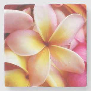 Porta-copo De Pedra O Plumeria floresce o Frangipani havaiano floral