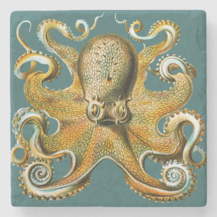 Porta-copo De Pedra O polvo de Ernst Haeckel