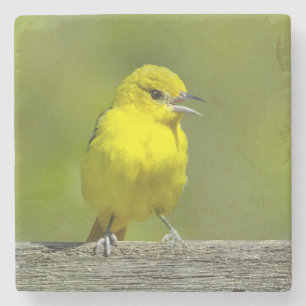 Porta-copo De Pedra Orchard Oriole - Fotografia Original