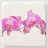 Orquídea
