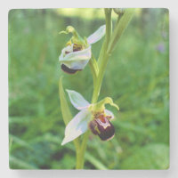 Orquídea de abelhas