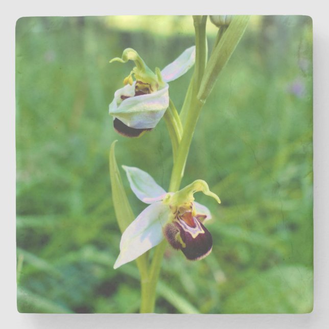 Porta-copo De Pedra Orquídea de abelhas (Frente)