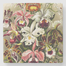 Orquídeas, Orquídeas Denusblumen Ernst Haeckel