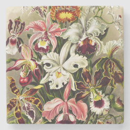Porta-copo De Pedra Orquídeas, Orquídeas Denusblumen Ernst Haeckel