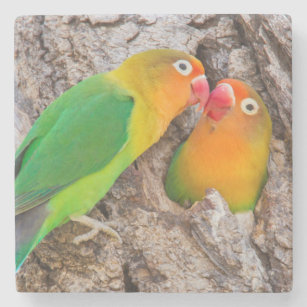 Porta-copo De Pedra Os Lovebirds que beijam, África de Fischer