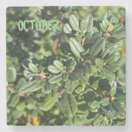 PORTA-COPO DE PEDRA OUTUBRO