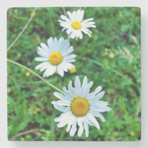 Porta-copo De Pedra Ox-Eye Daisies