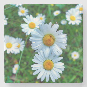 Porta-copo De Pedra Ox-Eye Daisies