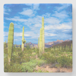 Porta-copo De Pedra Paisagem de cacto do deserto, Arizona