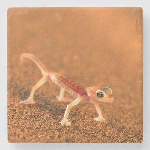 Porta-copo De Pedra Palmatogecko em duna de areia, Swakpomund, Erongo