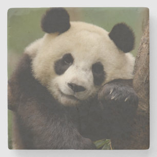 Porta-copo De Pedra Panda-gigante Ailuropoda melanoleuca) Família