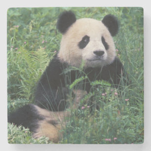 Porta-copo De Pedra Panda gigante na grama, vale de Wolong, Sichuan