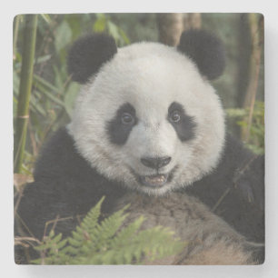 Porta-copo De Pedra Panda jovem feliz, China