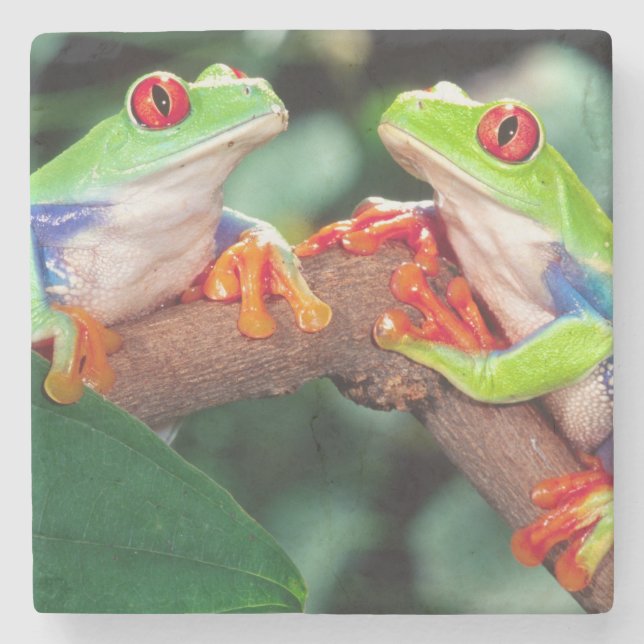 Porta-copo De Pedra Par de Red Eye Treefrog, Agalychinis callidryas, (Frente)