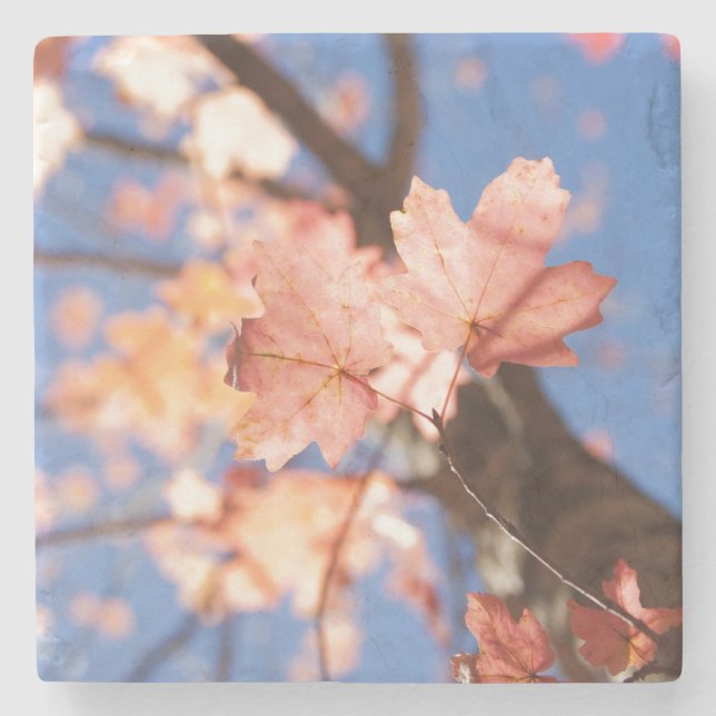 Porta-copo De Pedra para cima, para cima nas árvores (Frente)