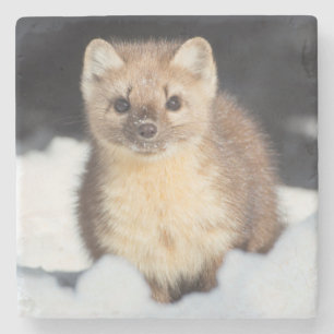 Porta-copo De Pedra Parque nacional 2 dos EUA, Wyoming, Yellowstone