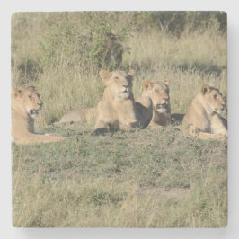 Porta-copo De Pedra Parte de um Orgulho Leão.