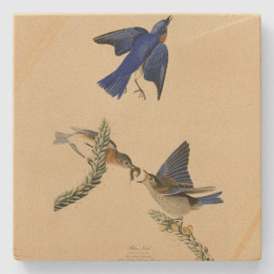 Porta-copo De Pedra Pássaro Bluebird oriental das Aves da América de A