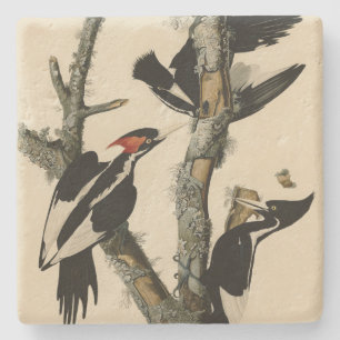 Porta-copo De Pedra Pássaros de Pica-Pica-Pica-Pau da América