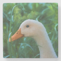 Pato branco de Pekin