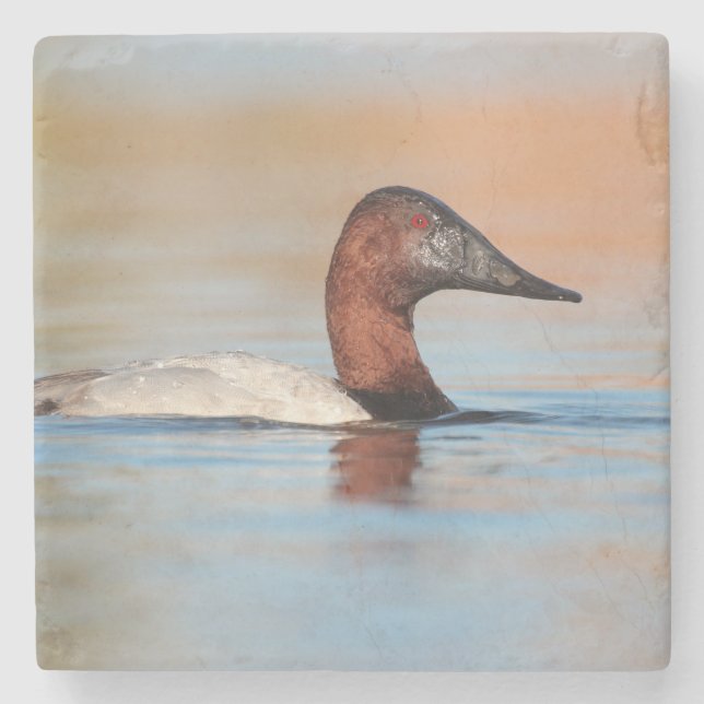 Porta-copo De Pedra Pato-de-canvasback masculino (Frente)