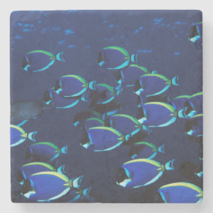 Porta-copo De Pedra Peixe-cirurgião-azul-pó em cardume