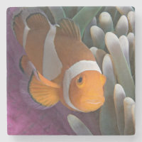 Peixe-palhaço-ocidental