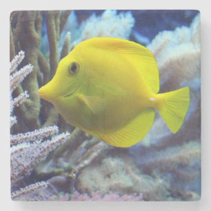 Porta-copo De Pedra Peixe-Tang De Saltwater Amarelo