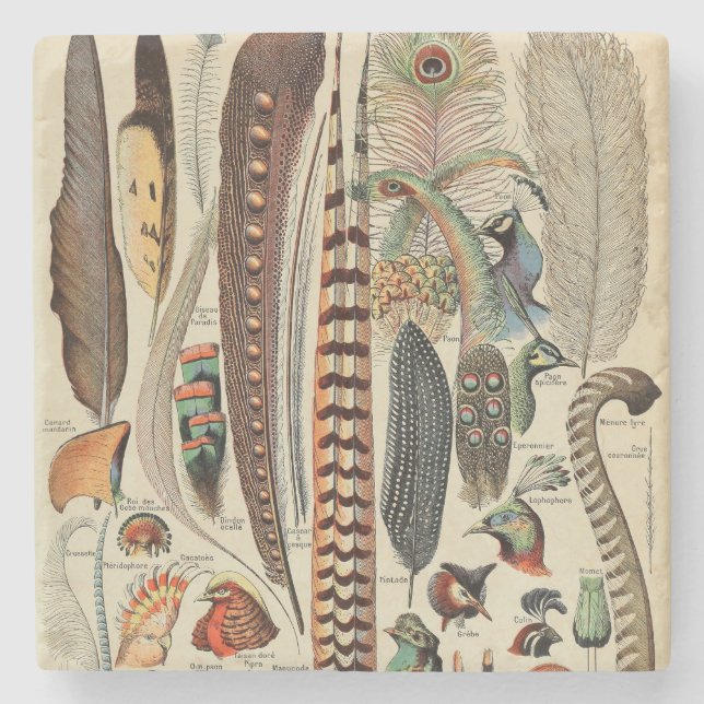 Porta-copo De Pedra Penas Antigas de Feather Bird (Frente)