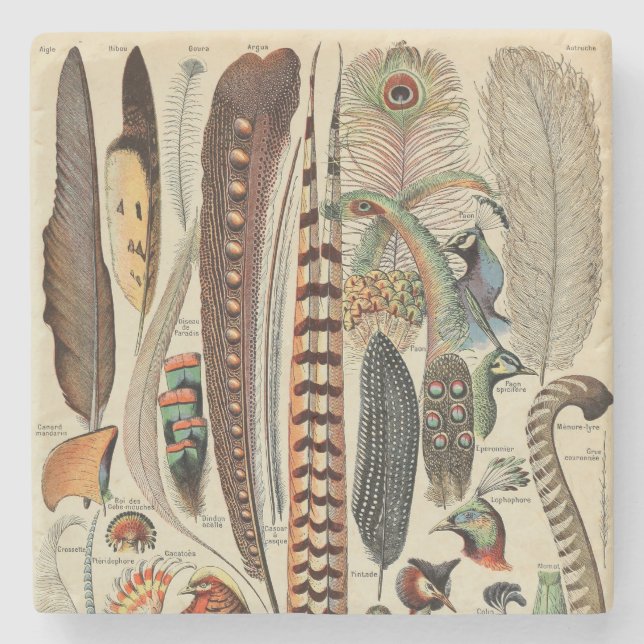 Porta-copo De Pedra Penas Antigas de Feather Bird (Frente)