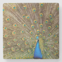 Penas da Cauda Peacock