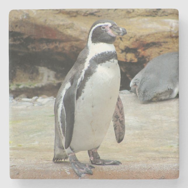 Porta-copo De Pedra Penguin em pé sozinho (Frente)