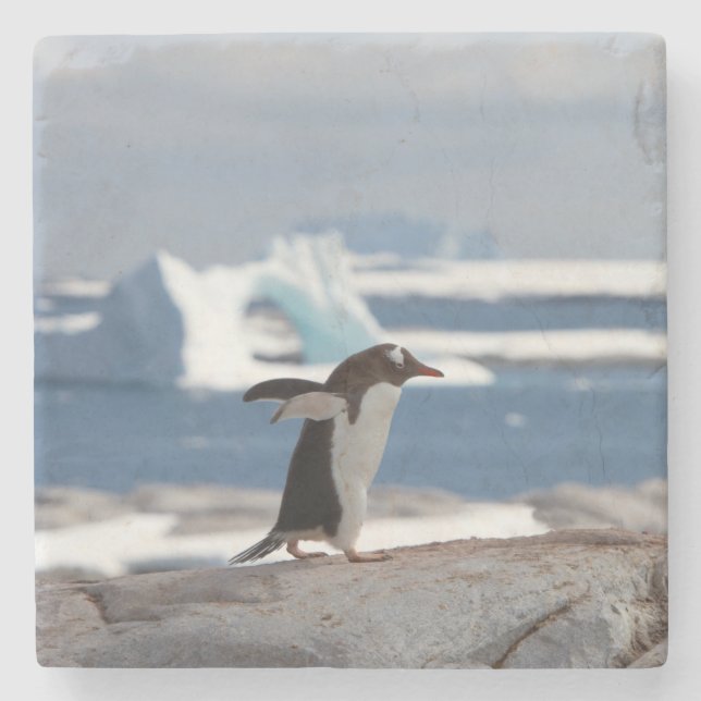 Porta-copo De Pedra Penguin in front of an ice arch (Frente)